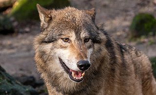 Ein Wolf. (Symbolbild) - picture alliance / agrarmotive