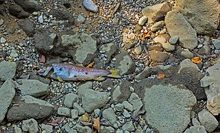 An der Oder ist das Fischsterben gerade ein großes Problem - Gefahr besteht aber auch für die Weser - Pixabay