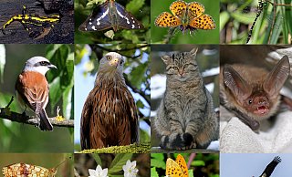Im Eggegebirge lebt eine Vielzahl seltener Tierarten, etwa die Wildkatze, die Bechsteinfledermaus, die Gestreifte Quelljungfer und der Schwarzstorch. - Fotos: Mathias Lohr; Rolf Kirch
