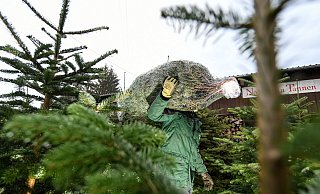 23 bis 25 Millionen Weihnachtsbäume werden jährlich in Deutschland verkauft - besonders häufig sind es Nordmanntannen. - Picture Alliance
