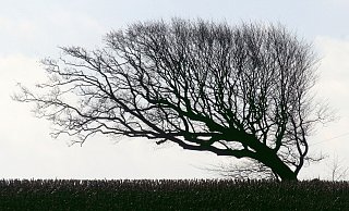 Der Wind hat den Bäumen zu schaffen gemacht im Kreis. - (Symbolbild): Pixabay