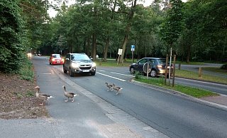 Leben gefährlich: Wildgänse wechseln an den Fischteichen über die Straße. - Archivfoto: Martin Sundarp