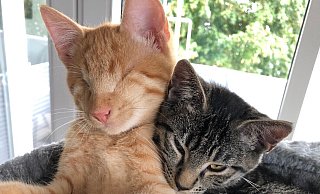 "Robby" (l.) hat zusammen mit "Fiona" längst ein schönes neues Zuhause gefunden, wo es ihm trotz seiner Blindheit gut geht. - Tierheim Lübbecke
