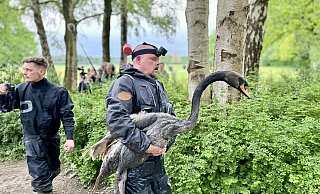 Die Tierretter Dustin Tanarilla (l.) und Stefan Bröckling nach dem Einsatz. Der landesweit aktive Bröckling trägt den Schwan zur Transportbox. - Stefan Becker