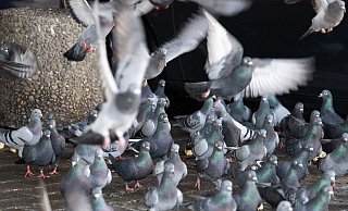 Ein gefiedertes Problem: Immer mehr Städte müssen sich Lösungen einfallen lassen, um gegen die erhöhten Taubenpopulationen anzukommen. - Symbolbild dpa