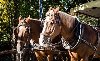 Das ruhige Gemüt der angespannten Pferde ist für eine sichere Kutschfahrt entscheidend. Das Foto ist ein Symbolbild. - Pixabay