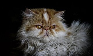 Speziell bei der Zucht von Perserkatzen komme es zu extrem verkürzten Nasen, die bei den den Tieren Atemnot auslösen, so die Kritik. - Symbolfoto: pixabay