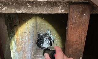 Unter diesen Bedingungen wurden die Jungtiere gefunden. - Landkreis Holzminden