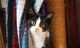 Der kleine Toni wohnt zurzeit noch in der Kittenstube sucht aber dringend ein neues Zuhause. - Celina Allard
