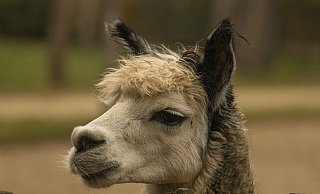Neu in dieser Saison sind die Alpakas in den Vogelpark Heiligenkirchen. - Vogelpark Heiligenkirchen