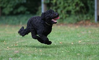 Auf ausgewiesenen Hundewiesen in Paderborn dürfen die Vierbeiner frei und ohne Leine laufen. - Mareike Gröneweg