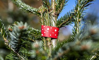 Manche Kunden haben sich ihren gewünschten Weihnachtsbaum für das Fest bereits gesichert. Mit dem größeren Ansturm rechnen die Anbieter in den kommenden Tage. - dpa
