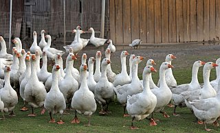 Weihnachtgänse in Herford - sieben Monate verbringen die Tiere auf der Weide. - Frank-Michael Kiel-Steinkamp