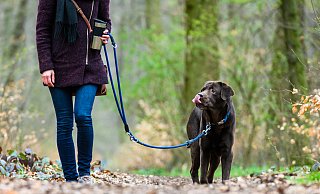 Ein Hundespaziergang hatte im August 2022 gravierende Folgen für eine Hundebesitzerin und eine Radfahrerin. - Symbolfoto: dpa/Christophe Gateau