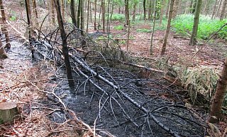 Verbrannter Waldboden: Die Feuerwehr Nieheim musste zuletzt am 21. Juli zu einem Flächenbrand bei Erwitzen ausrücken. - Polizei Höxter