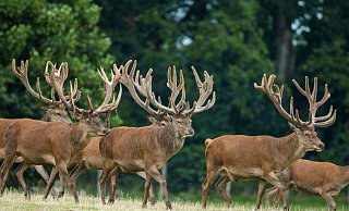 Die heimischen Wildtiere sollen den Besucherinnen und Besuchern vorgestellt werden. - NLF