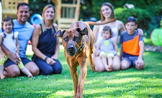 Simba macht schon Eindruck, wenn er freudig auf einen zugelaufen kommt. Ein echter Kerl, auch wenn er für einen Rhodesian Ridgeback noch eher klein ist. - Sarah Jonek
