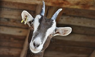 Acht Ziegen sind jetzt für die Pflege des Bünder Dobergs verantwortlich. - Symbolbild: Pixabay