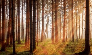 Wann ist ein Wald ein Wald? - Symbolbild: Pixabay