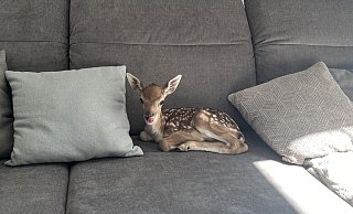 Damwild-Baby Linus auf dem Sofa seiner Ziehfamilie. - privat