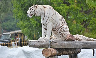 Großkatzen wie die weißen Tiger werden in Amerika geimpft. Im Safariland hat es noch keine Coronainfektion bei Tieren gegeben. - Karin Prignitz