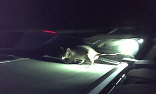 Gambia-Ratte Rico im Kofferraum des BMW. - Polizei Paderborn