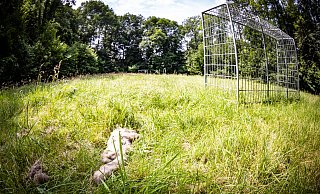 Die Überreste eines größeren Wildtieres liegen hinter dem Fußballtor. Auf der Fläche des Bolzplatzes ist Fußballspielen aktuell unmöglich. - Mike-Dennis Mller / www.mdm.photo