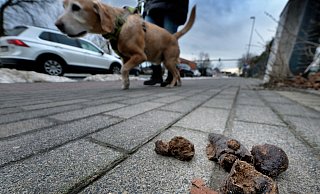 Hundekot gehört nicht auf Gehwege, Fahrradspuren oder Parklandschaften, sondern in einen Hundekotbeutel. - Andreas Frücht
