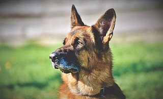 Am vergangenen Wochenende wurden im Kreis Höxter mehrere Hunde teils mit einer Wunde am Hals aufgefunden. Die Polizei ermittelt. - Symbolbild: Pixabay