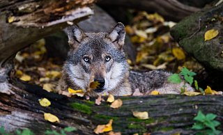 Die Wölfe sind wieder heimisch geworden, immer mehr Tiere streifen durch die Wälder. Foto: Julian Stratenschulte/dpa - Julian Stratenschulte