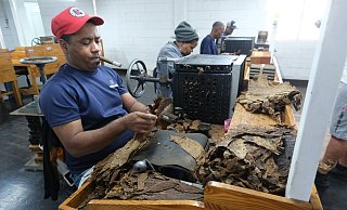 Die „Torcedores“, die Zigarren-Roller, bei der Arbeit im Werk von Arnold André in der Dominikanischen Republik. - Katharina Eisele