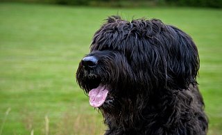 Die Hunde der Rasse Briard sprangen die Frau auf einem Feldweg an. - Themenbild: Pixabay