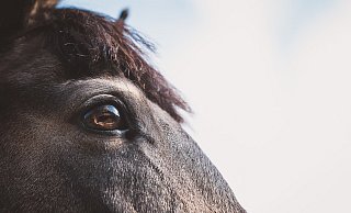 Neue Tiere für den Tierpark Olderdissen. - Alexandra Buck