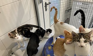 Viele junge Katzen warten in der überfüllten Katzenstation auf ein neues Zuhause. - Dana Johanna Stoll