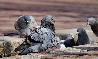 Ein Jogger hat die verendeten Vögel während seiner Neujahrsrunde durch den Gütersloher Stadtpark gefunden. - Symbolfoto/ Pixabay