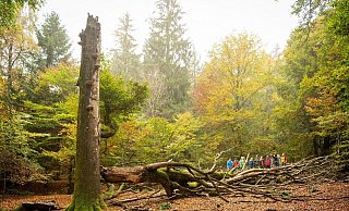 Der Nationalpark in der Eifel feiert im kommenden Jahr sein 20-jähriges Bestehen. - D. Ketz / Nationalpark