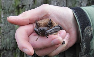 In Erhard Noltes Hand sieht auch der "Große Abendsegler" eher zierlich aus. Der Fledermaus-Experte hat im Winter 2023 in Bünde 20 Fledermäuse gerettet. - Meiko Haselhorst