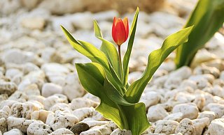 Auch im dichtesten Schottergarten schafft manche Pflanze, wie hier die Tulpe, den Weg ans Licht. Aber nur vereinzelt. - Symbolbild Pixabay