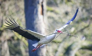 Auch dieser Storch wird im neuen Olderdissen-Kalender zu sehen sein. Für die zwölf Fotos ist Fotografin Sarah Jonek etliche Male im Tierpark gewesen. - Sarah Jonek