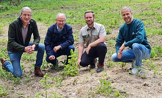 Benedikt und Joseph Nessler von der Firma Weische besichtigten zusammen mit Bürgermeister Hubertus Grimm und Stadtförster Martin Erben nun die Anpflanzung. Foto: Stadt - Stadt