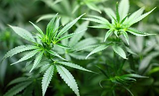Mehr Kontrolle oder mehr Suchtgefahren? Im Bezug auf die Legalisierung von Cannabis gibt es verschiedenste Sorgen und Erwartungen. - Pixabay