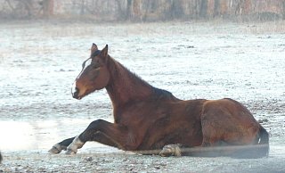 Das Pferd ist sichtlich abgemagert und schafft es nicht, sich selbstständig vom gefrorenen Boden zu erheben. - Astrid Reinke