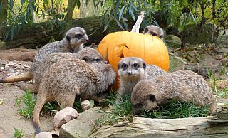 Auch die Erdmännchen freuen sich bereits auf das Halloween-Fest. - Tierpark Sababurg