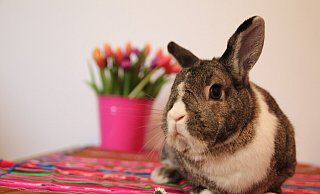 Das Wochenende steht ganz im Zeichen der Osterfeiertage. - Annika Könntgen