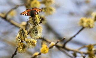 Auch die Tierwelt, wie hier der Kleine Fuchs (Aglais urticae), wird bei Sonne wieder aktiver. - Thomas Warnack