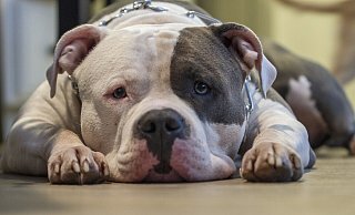 Für die Halter sogenannter "Listenhunde" soll es in Herford bald teuer werden. - Symbolbild: Pixabay