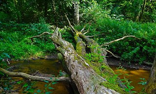 Ein Nationalpark Egge soll der Natur im Kreis Höxter mehr Raum geben - ohne dass der Mensch eingreift. - Jan Mallander/Pixabay