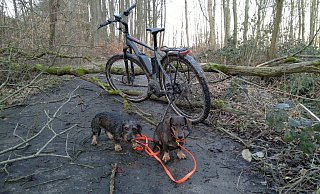 Dackel Ika und Jule kommen nicht weiter: Den Waldweg zwischen „Rauhe Kämpe“ und „Schützenstraße blockiert ein Baum. - Dirk Kreienmeier
