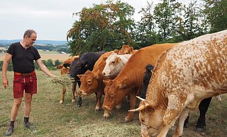 Ulf Allhoff-Cramer füttert seine Kühe auf einer kargen Weide mit Gras. Bereits jetzt muss er sein eigentlich für den Wintger gedachtes Futter angreifen. - Johanna Salentin