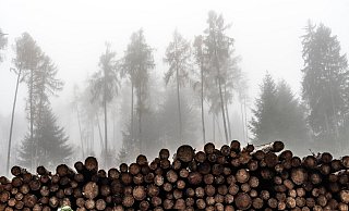 Ein gerodeter Wald, geschädigt durch Trockenheit und Borkenkäfer. - picture alliance / CHROMORANGE